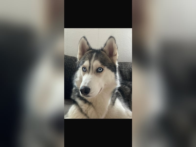 Reinrassiger Husky-Rüde sucht eine liebevolles Zuhause.