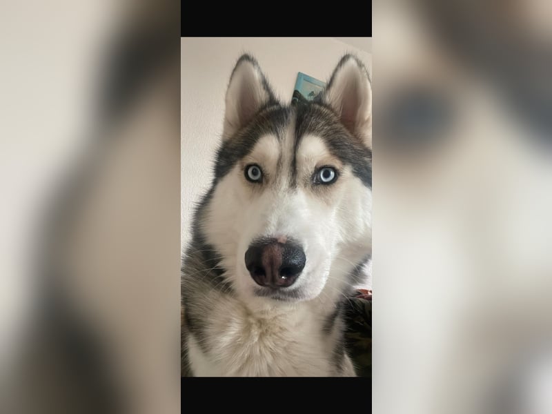 Reinrassiger Husky-Rüde sucht eine liebevolles Zuhause.
