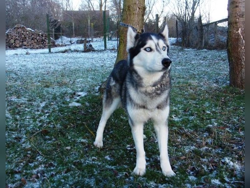 Florentin von kettenlos