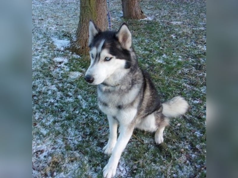 Florentin von kettenlos