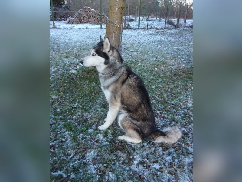 Florentin von kettenlos