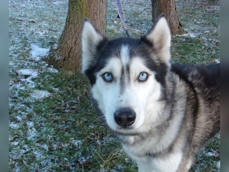 Florentin von kettenlos