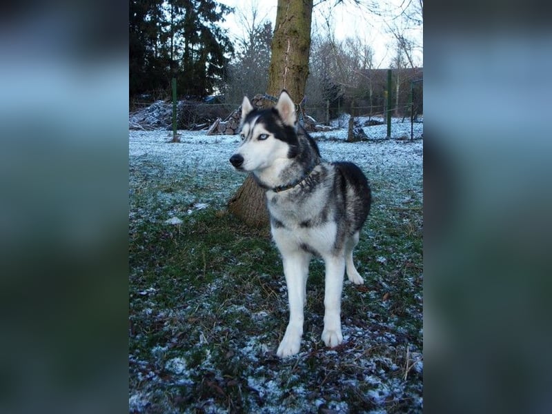 Florentin von kettenlos