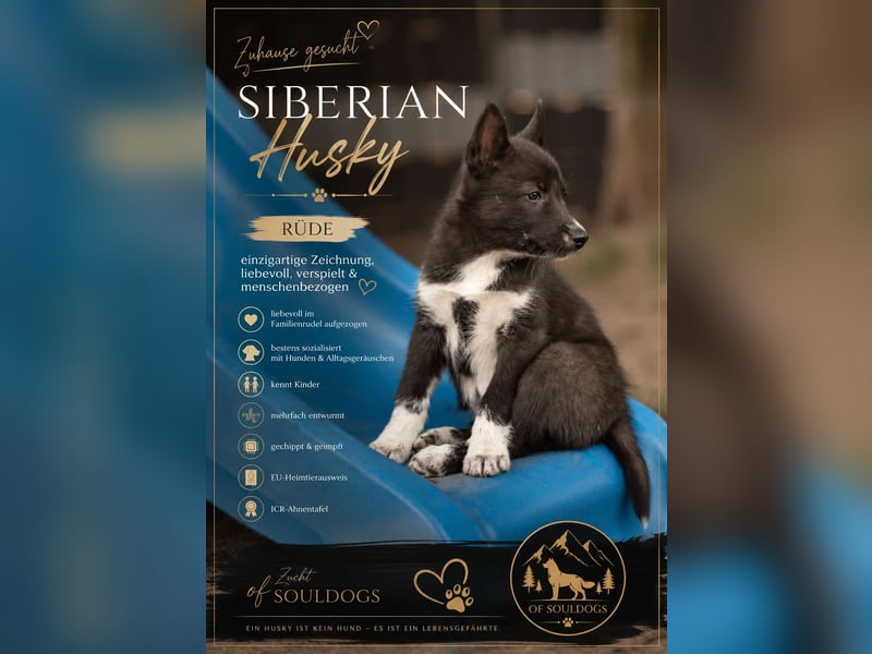 Siberian Husky Welpen