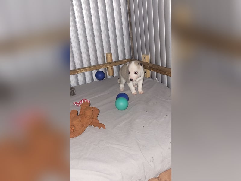 Reinrassige Sibirische Husky Welpen mit Papieren – Abgabe ab Januar 2026