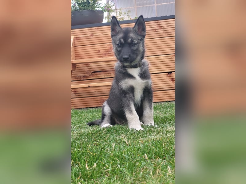 Reinrassige Sibirische Husky Welpen FCI