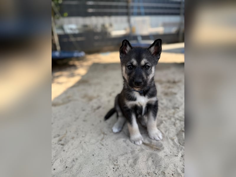 Sibirische Husky Welpen FCI/SHC PAPIERE