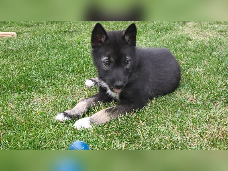 Reinrassige Sibirische Husky Welpen FCI