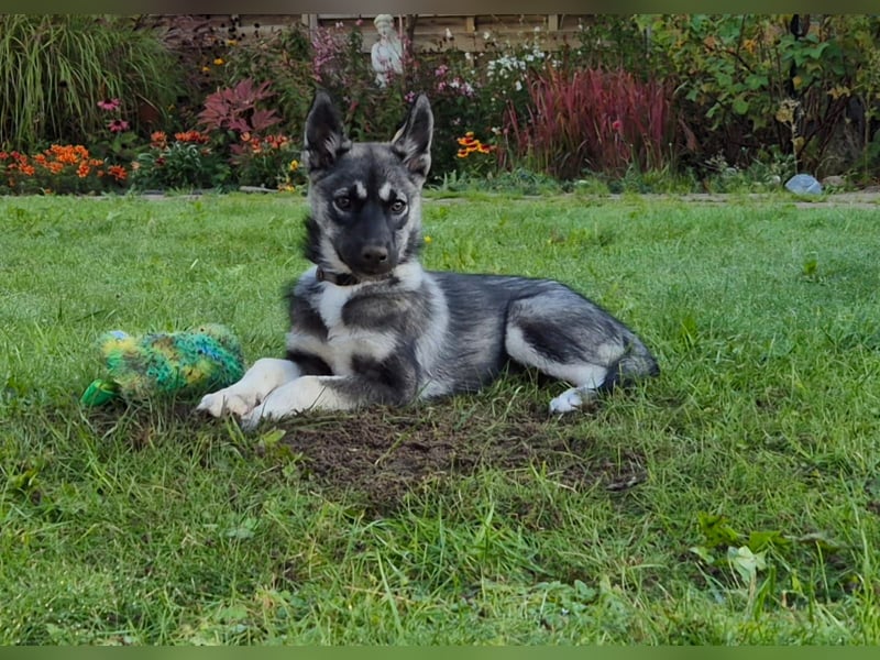 Husky Hündin Welpe FCI
