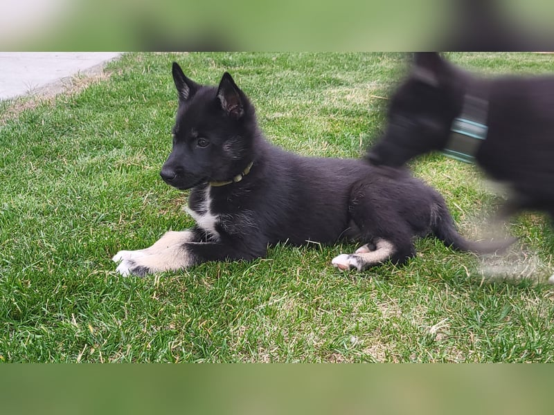 Reinrassige Sibirische Husky Welpen FCI