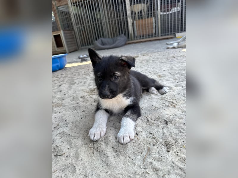 Sibirische Husky Welpen FCI/SHC PAPIERE