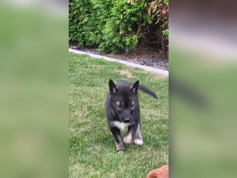 Reinrassige Sibirische Husky Welpen FCI