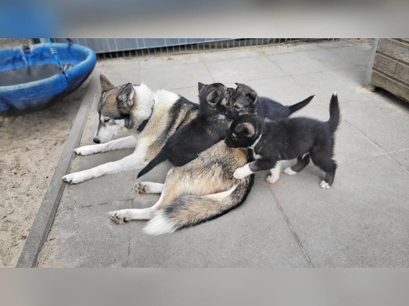 Sibirische Husky Welpen FCI/SHC PAPIERE