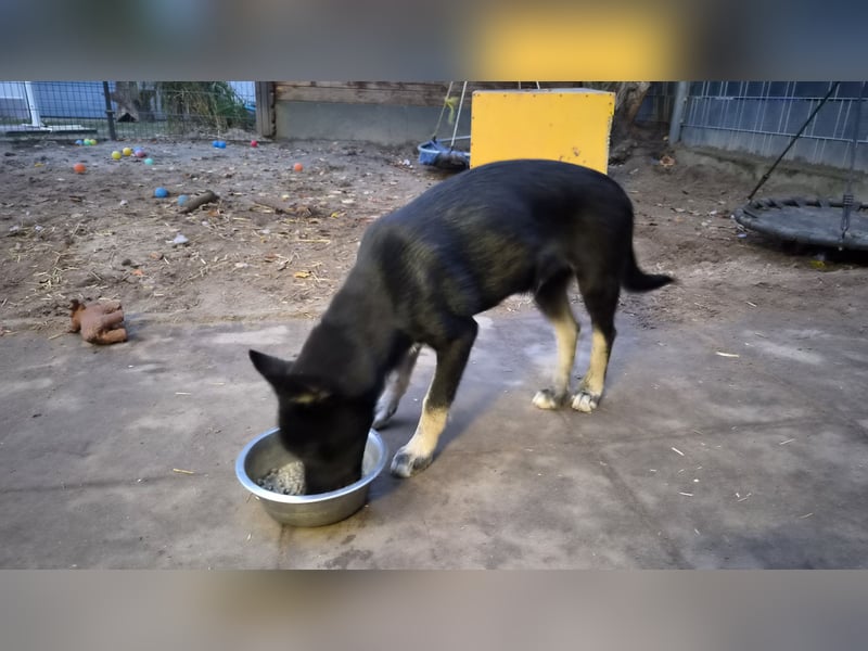 Reinrassige Sibirische Husky Welpen FCI rüde