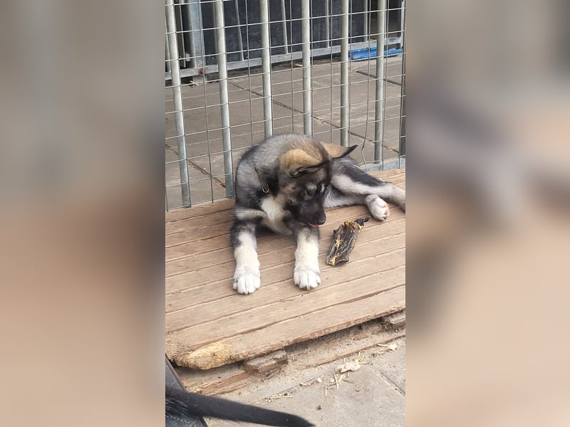 Reinrassige Sibirische Husky Welpen FCI