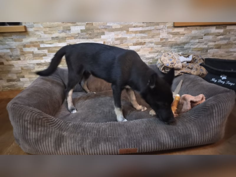 Reinrassige Sibirische Husky Welpen FCI rüde