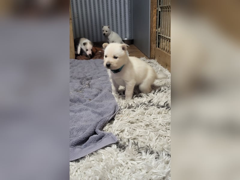 Reinrassige Sibirische Husky Welpen mit Papieren – Abgabe ab Januar 2026