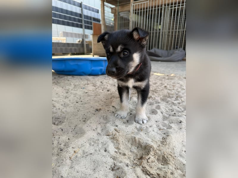 Sibirische Husky Welpen FCI/SHC PAPIERE