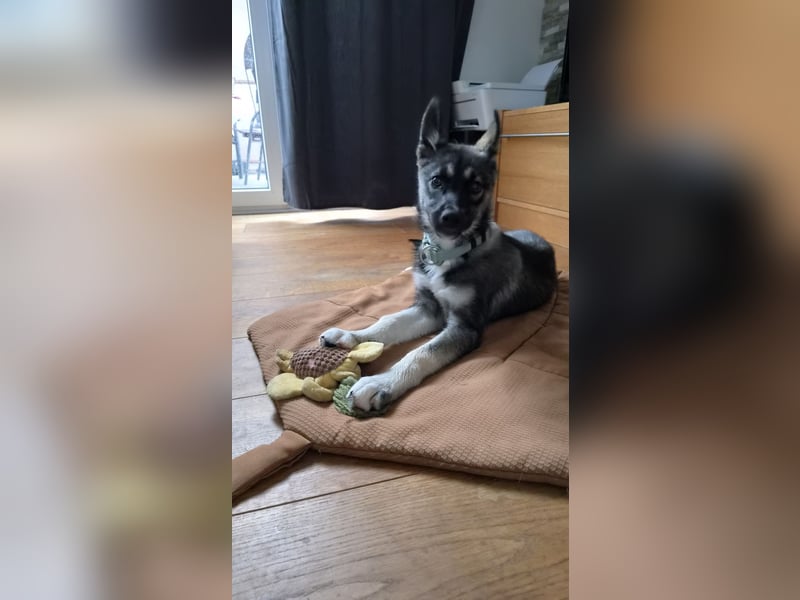 Husky Hündin Welpe FCI