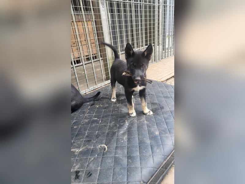 Reinrassige Sibirische Husky Welpen FCI