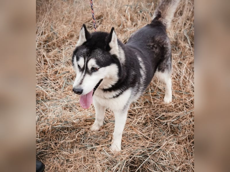 BRAVE - Brave verlor alles, als sein geliebter Mensch verstarb!