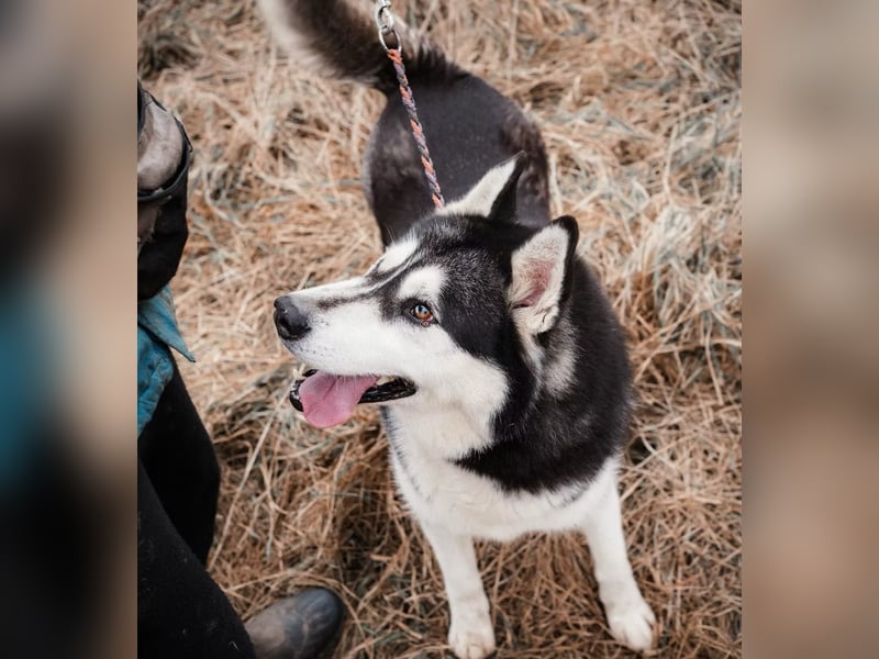 BRAVE - Brave verlor alles, als sein geliebter Mensch verstarb!