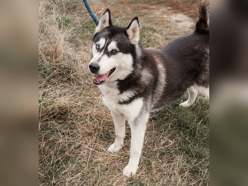 BRAVE - Brave verlor alles, als sein geliebter Mensch verstarb!