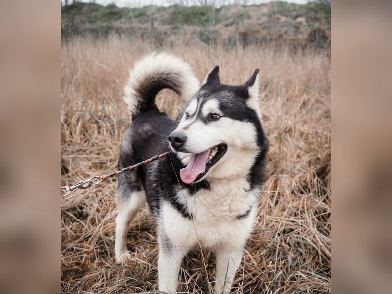 BRAVE - Brave verlor alles, als sein geliebter Mensch verstarb!