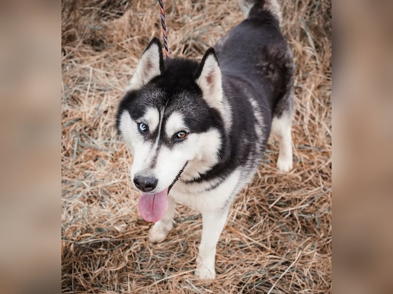 BRAVE - Brave verlor alles, als sein geliebter Mensch verstarb!