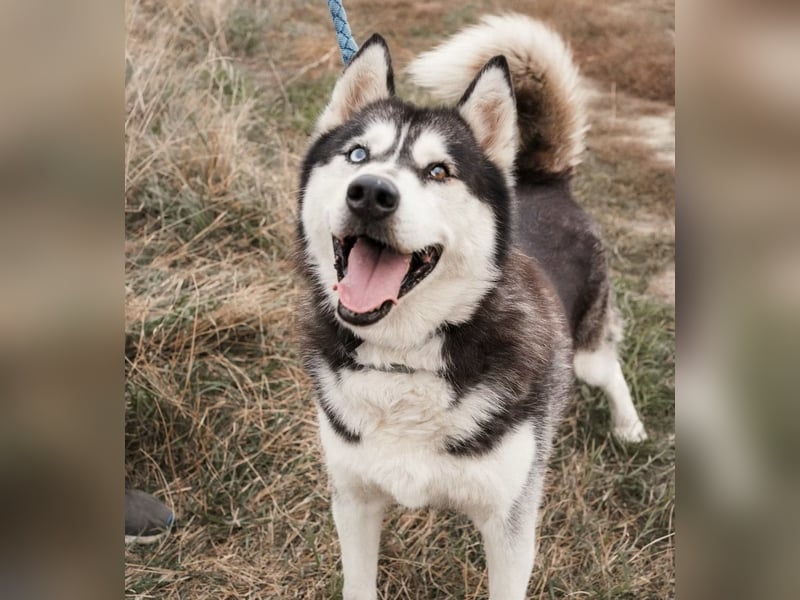 BRAVE - Brave verlor alles, als sein geliebter Mensch verstarb!