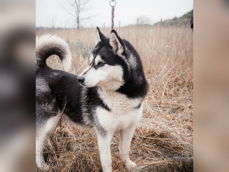 BRAVE - Brave verlor alles, als sein geliebter Mensch verstarb!