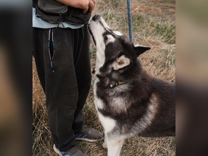 BRAVE - Brave verlor alles, als sein geliebter Mensch verstarb!