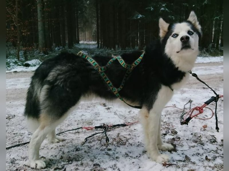 Felix 2, Siberian Husky