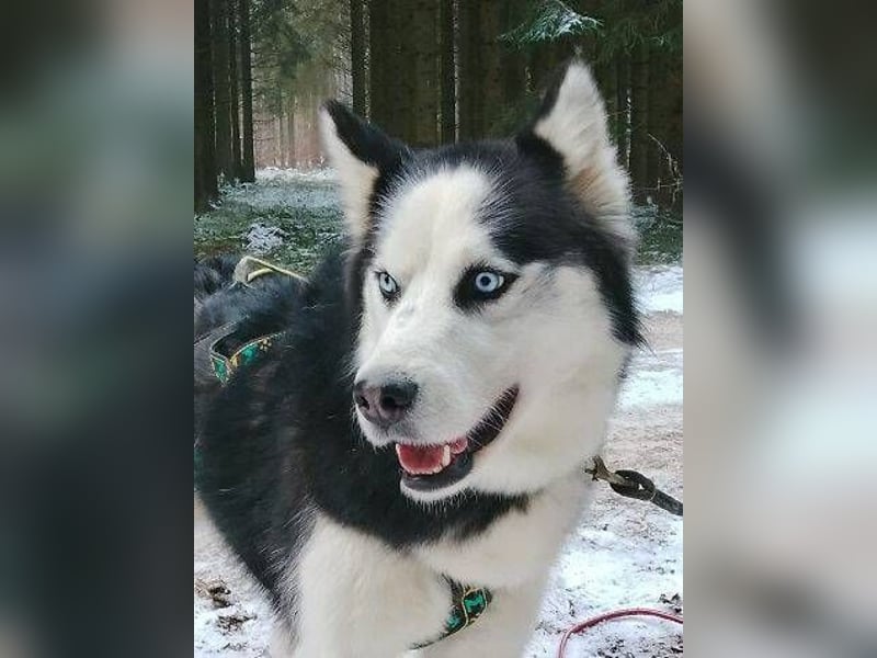 Felix 2, Siberian Husky