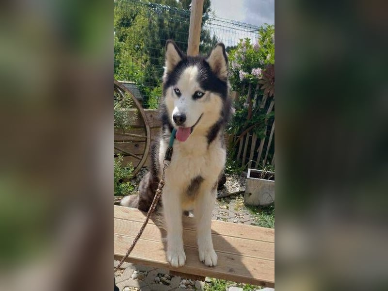 Felix 2, Siberian Husky