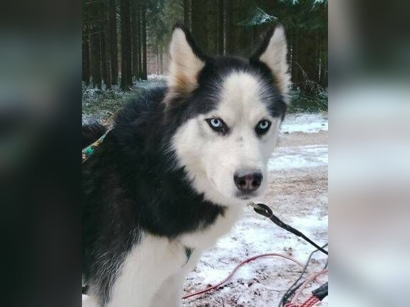 Felix 2, Siberian Husky