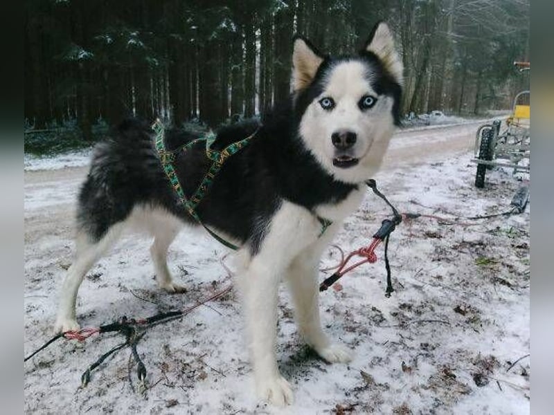 Felix 2, Siberian Husky