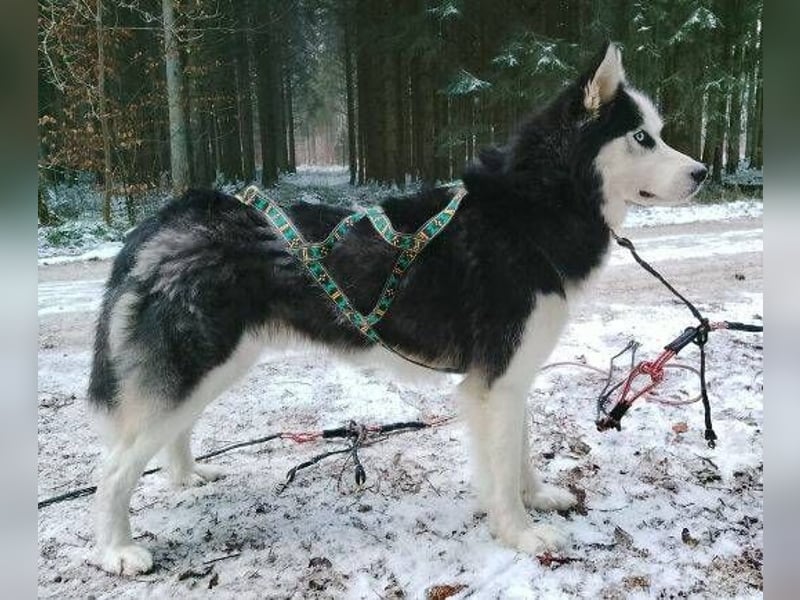 Felix 2, Siberian Husky