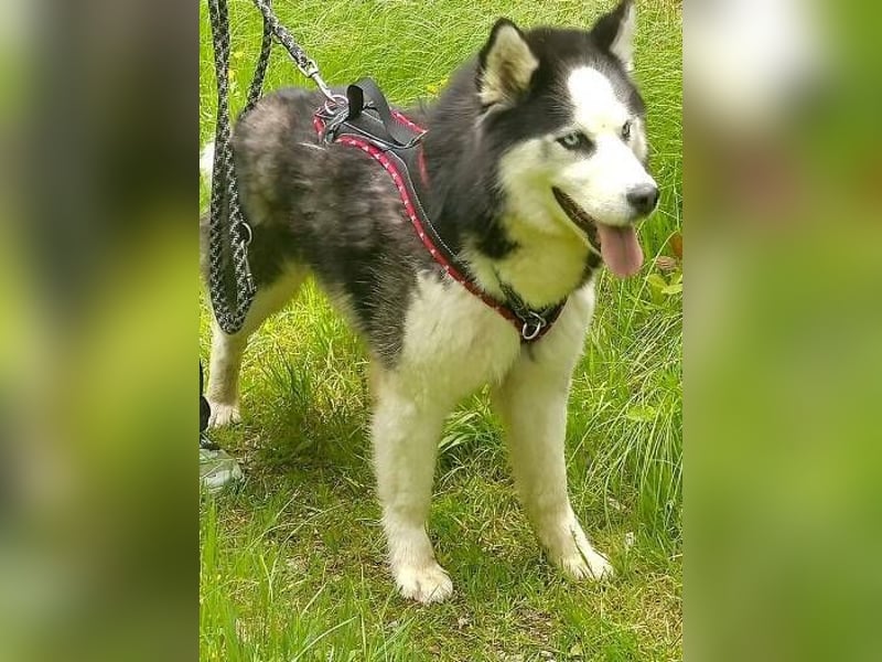 Felix 2, Siberian Husky