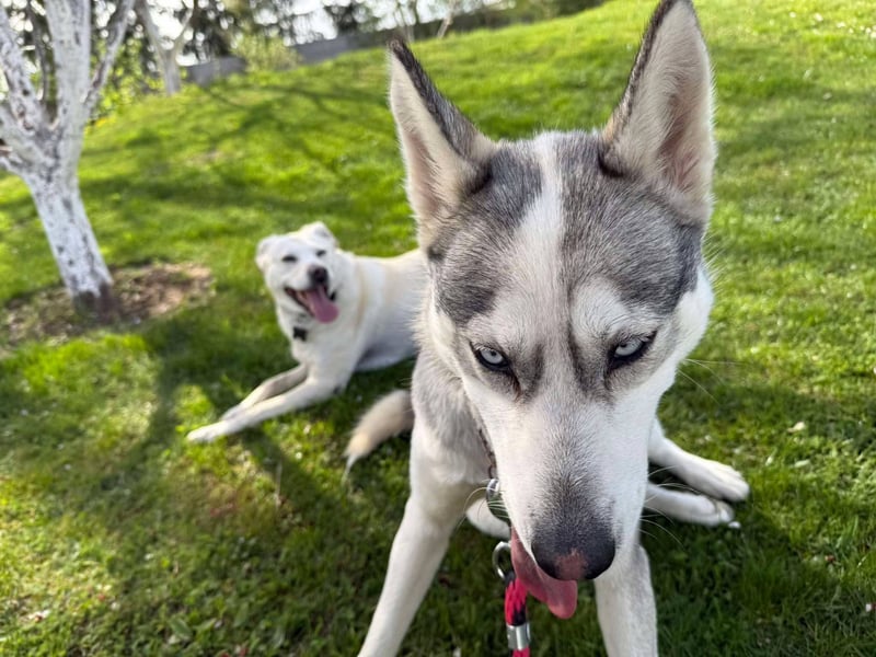 FREYA ca. 18 mon. lebenslustige, menschenbezogene Husky-Hündin