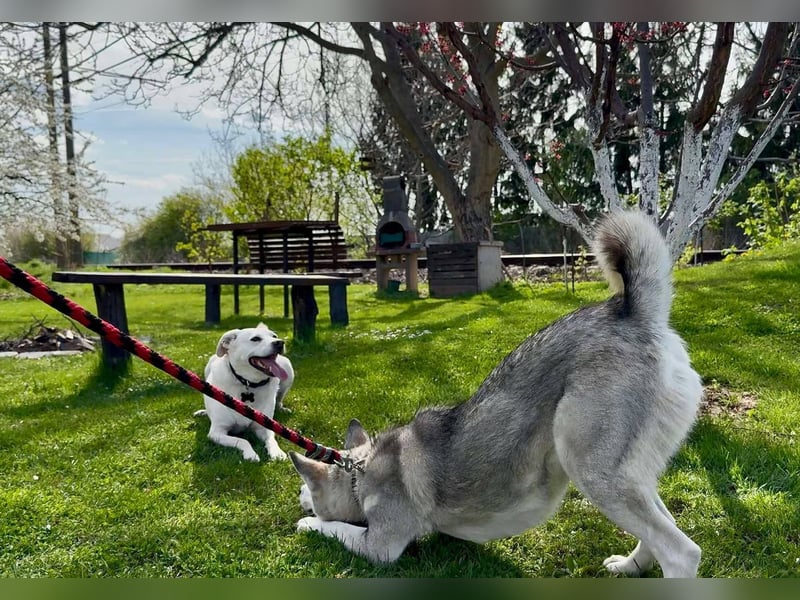 FREYA ca. 18 mon. lebenslustige, menschenbezogene Husky-Hündin