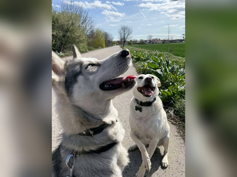 FREYA ca. 18 mon. lebenslustige, menschenbezogene Husky-Hündin