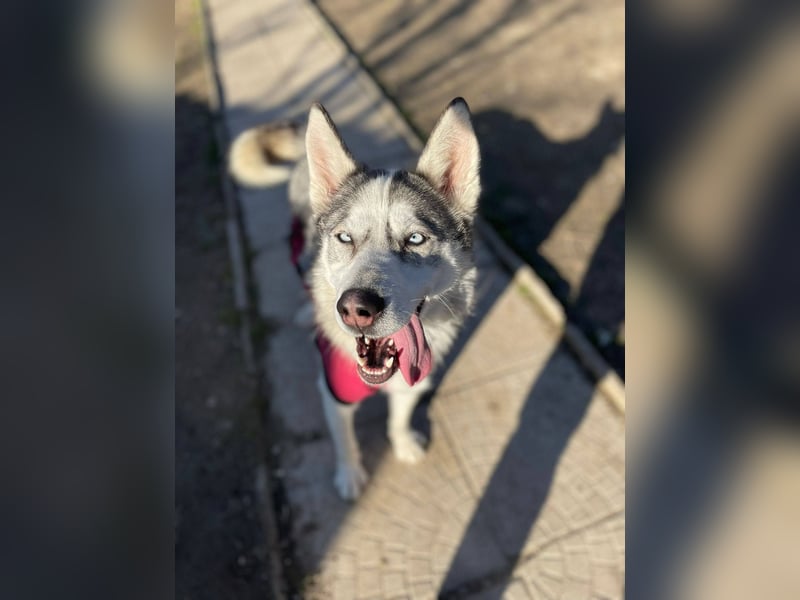 FREYA ca. 18 mon. lebenslustige, menschenbezogene Husky-Hündin