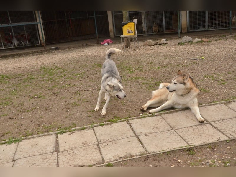 FREYA ca. 18 mon. lebenslustige, menschenbezogene Husky-Hündin