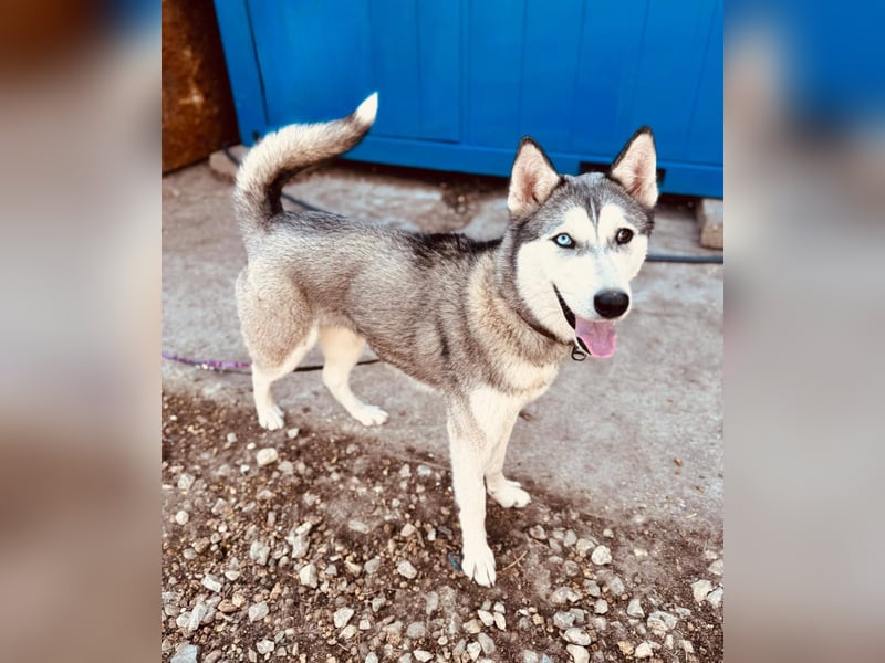 KODA ca. 10 mon. agile, sportliche Husky-Teenagerin