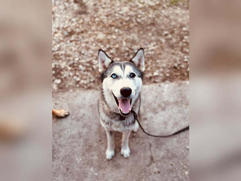 KODA ca. 10 mon. agile, sportliche Husky-Teenagerin