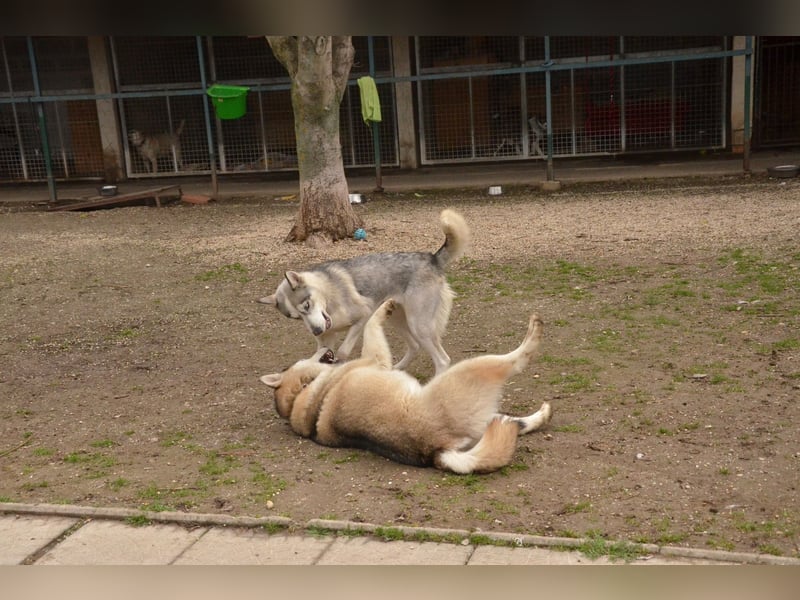 FREYA ca. 18 mon. lebenslustige, menschenbezogene Husky-Hündin
