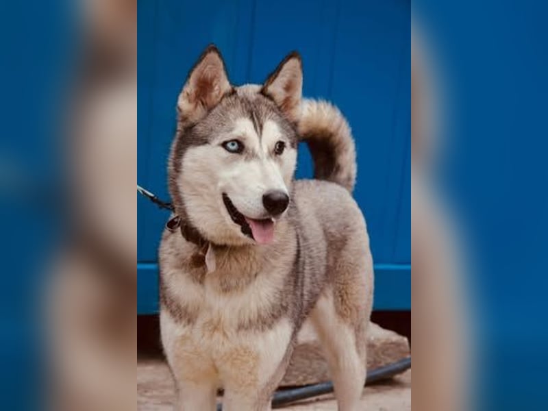 KODA ca. 10 mon. agile, sportliche Husky-Teenagerin