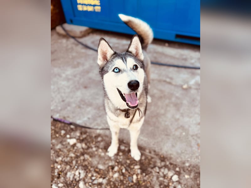 KODA ca. 10 mon. agile, sportliche Husky-Teenagerin