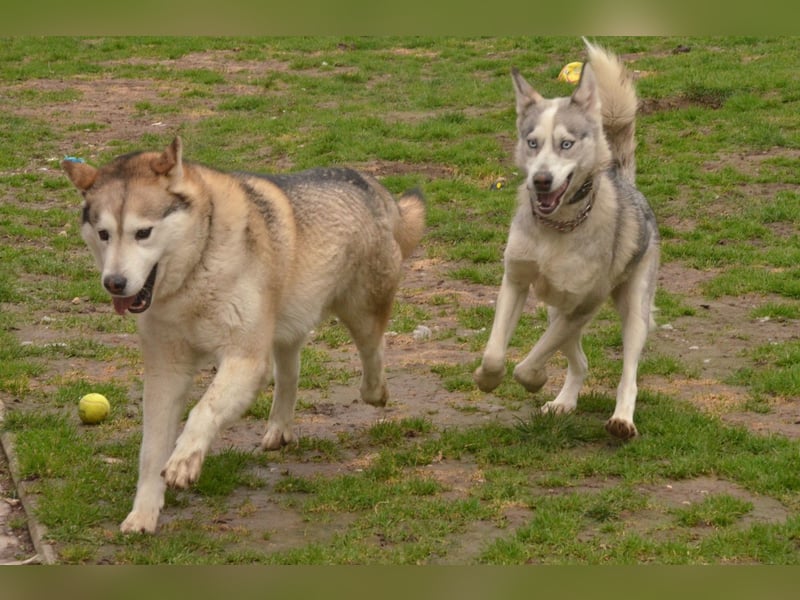FREYA ca. 18 mon. lebenslustige, menschenbezogene Husky-Hündin